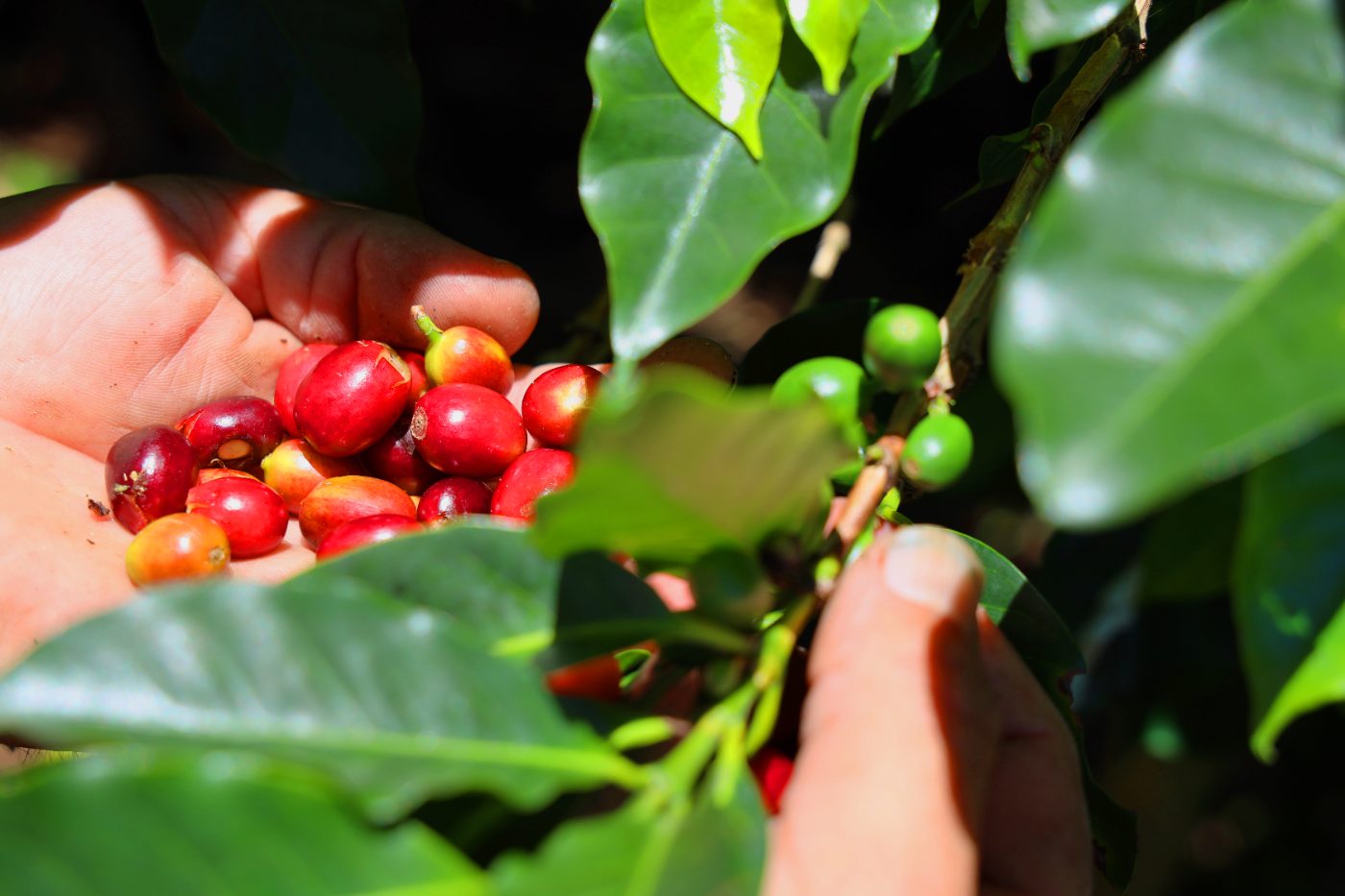 Cafetal en una finca de altura en Honduras