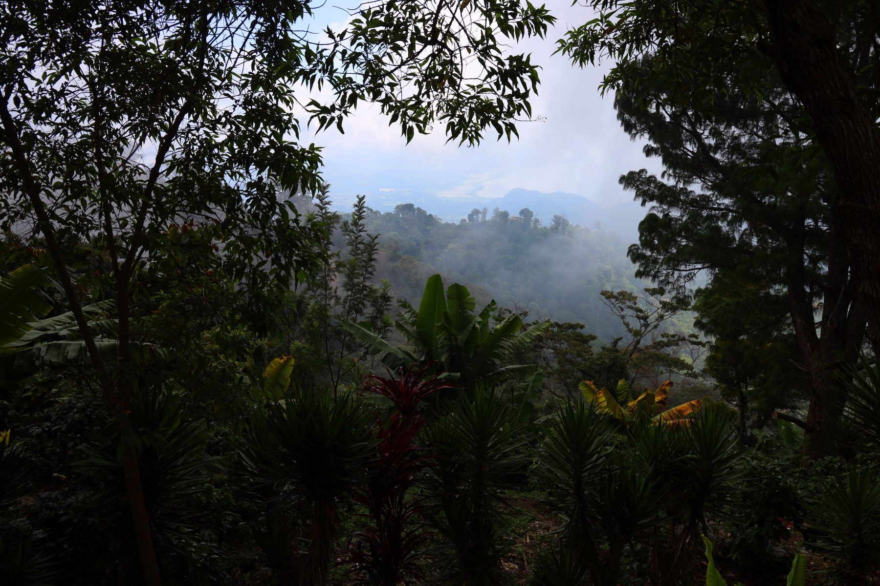Montañas cafetaleras de Honduras entre neblina