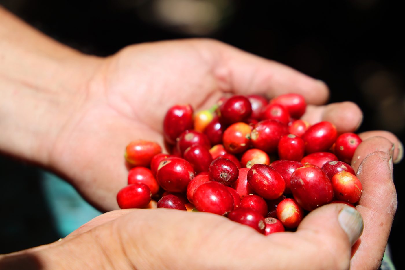 Manos de un caficultor hondureño con cerezas de café maduras