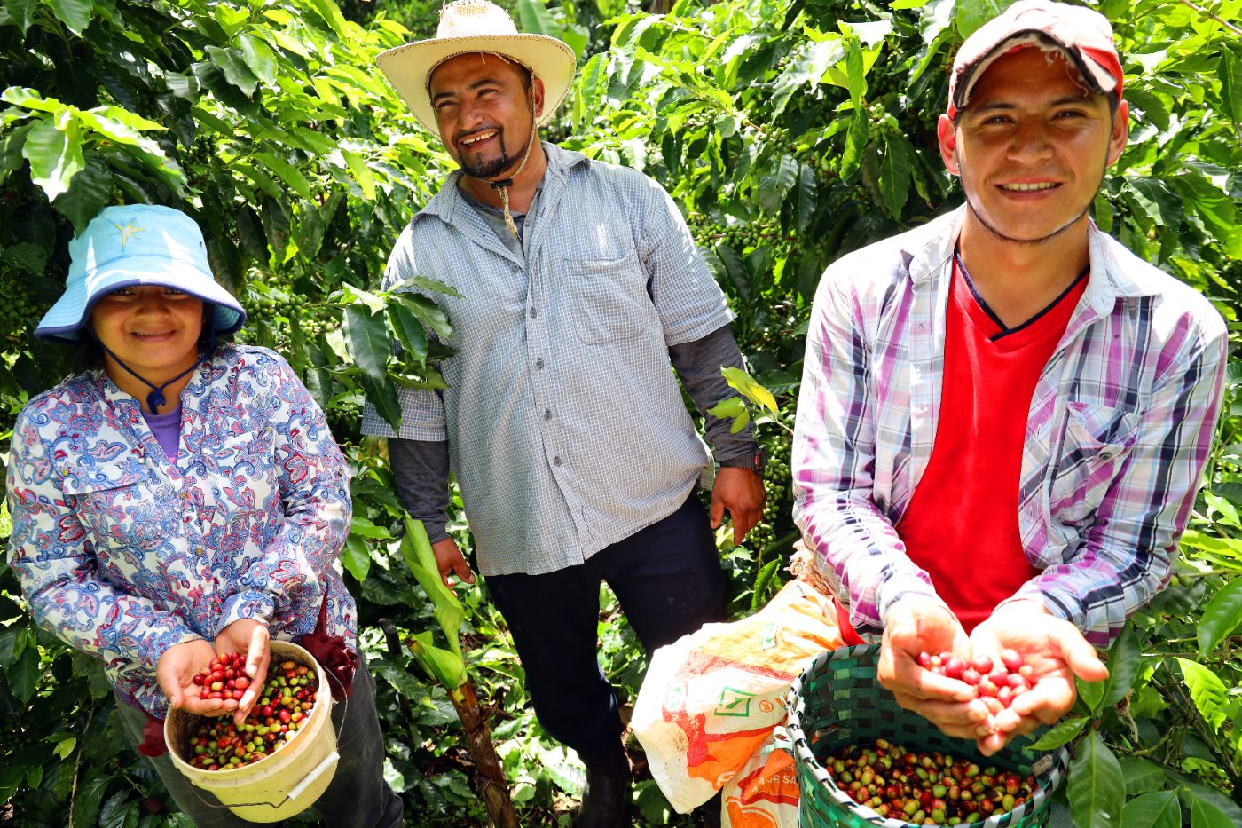 Caficultores hondureños con canastas de cerezas de café