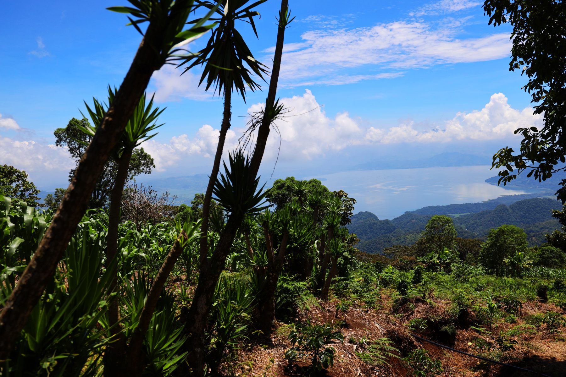 Vista de un cafetal de altura en las montañas de Honduras